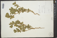 Polygonum achoreum image