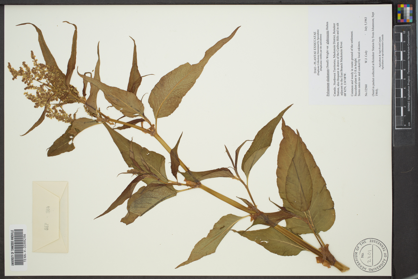 Polygonum alaskanum image