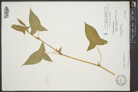 Persicaria arifolia image