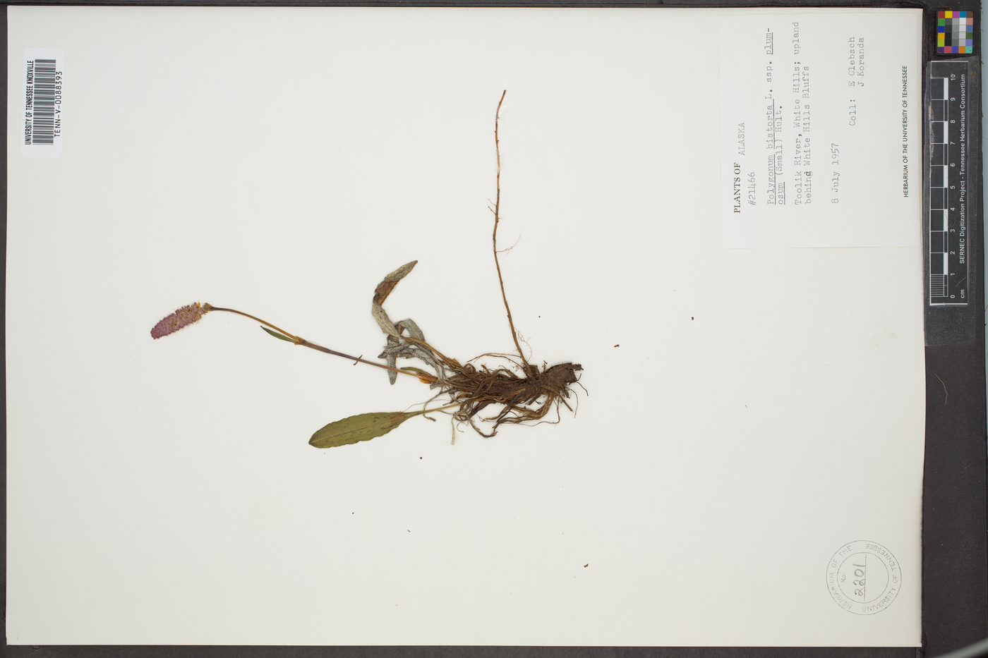 Polygonum bistorta image