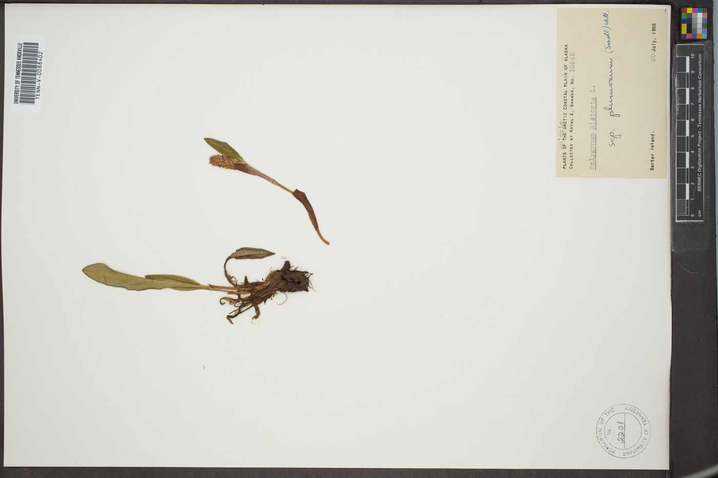 Polygonum bistorta subsp. plumosum image