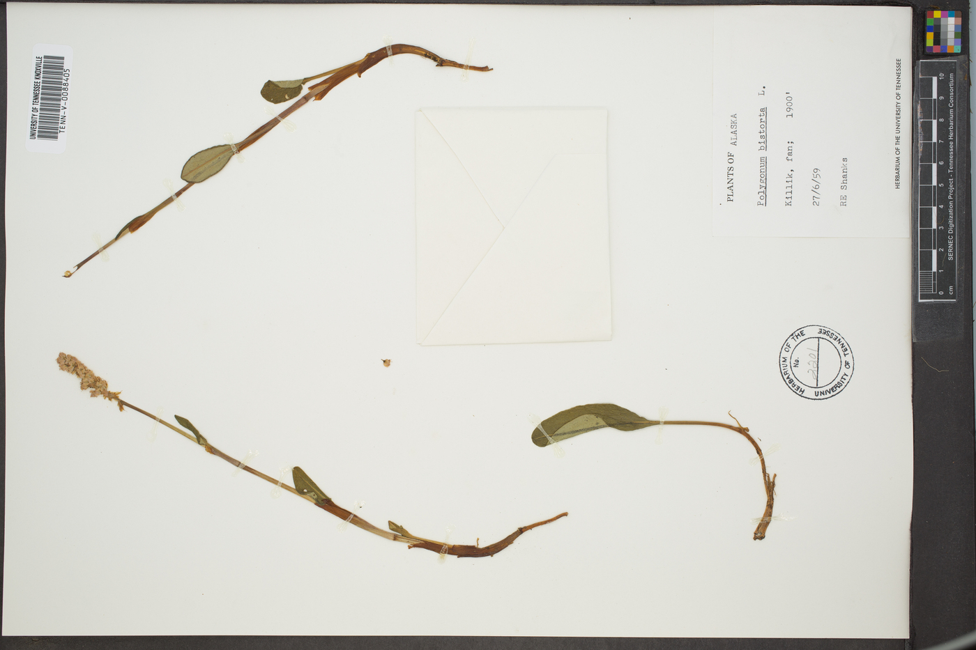 Polygonum bistorta image