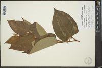 Reynoutria japonica image