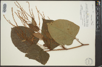 Reynoutria japonica image