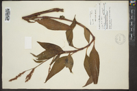 Polygonum densiflorum image