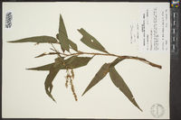 Polygonum densiflorum image