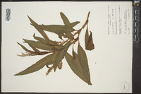 Polygonum densiflorum image