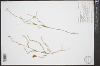 Polygonum douglasii image