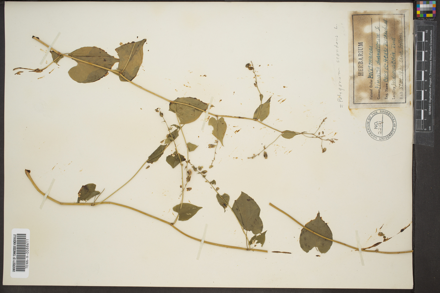 Fallopia dumetorum image