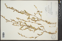 Polygonum ramosissimum image