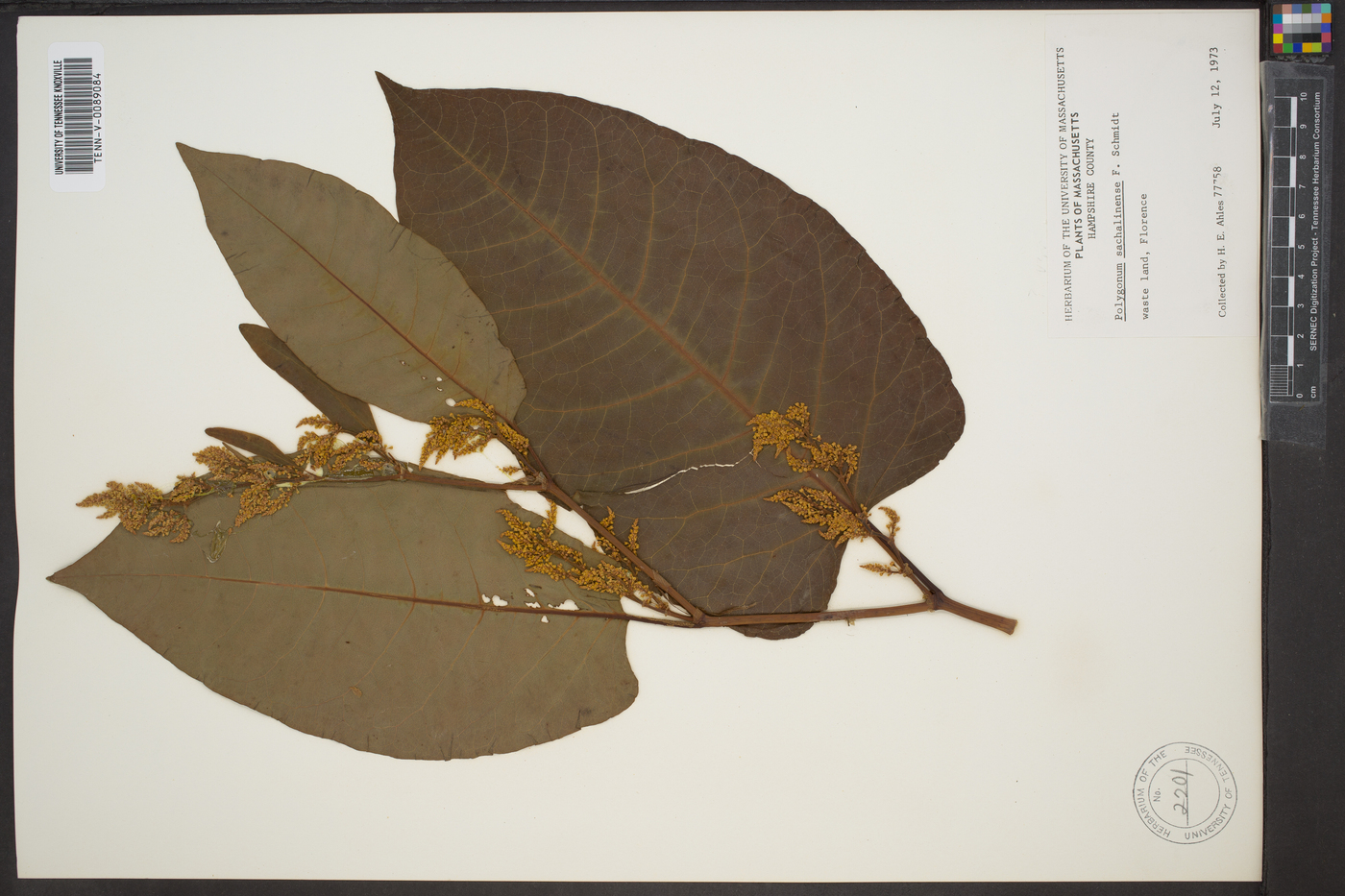 Polygonum sachalinense image