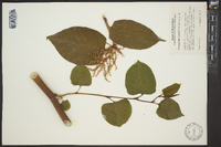 Polygonum sachalinense image