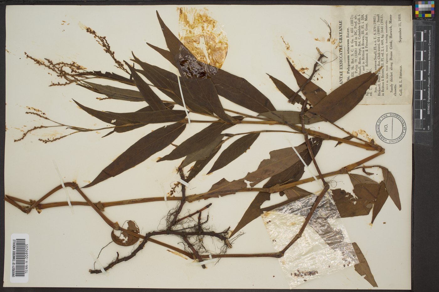 Polygonum setaceum image