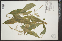 Polygonum setaceum image