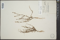 Polygonella americana image