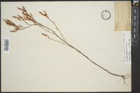 Polygonella articulata image