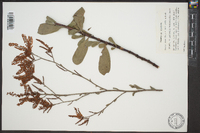 Polygonella macrophylla image