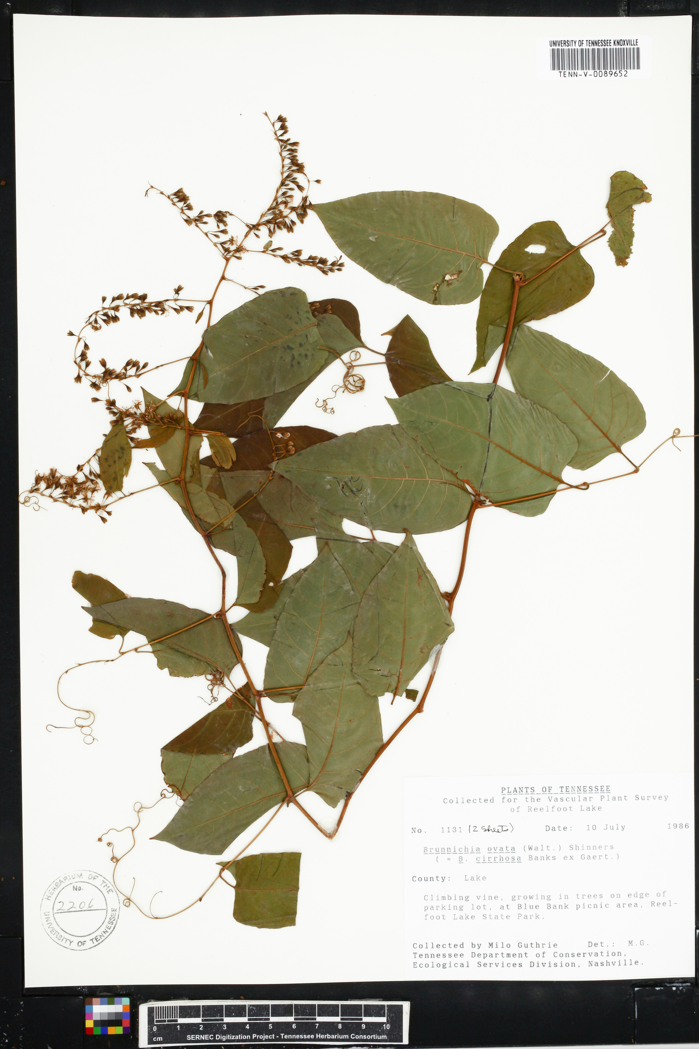 Brunnichia cirrhosa image