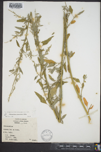 Chenopodium album var. missouriense image