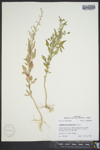 Chenopodium album var. missouriense image