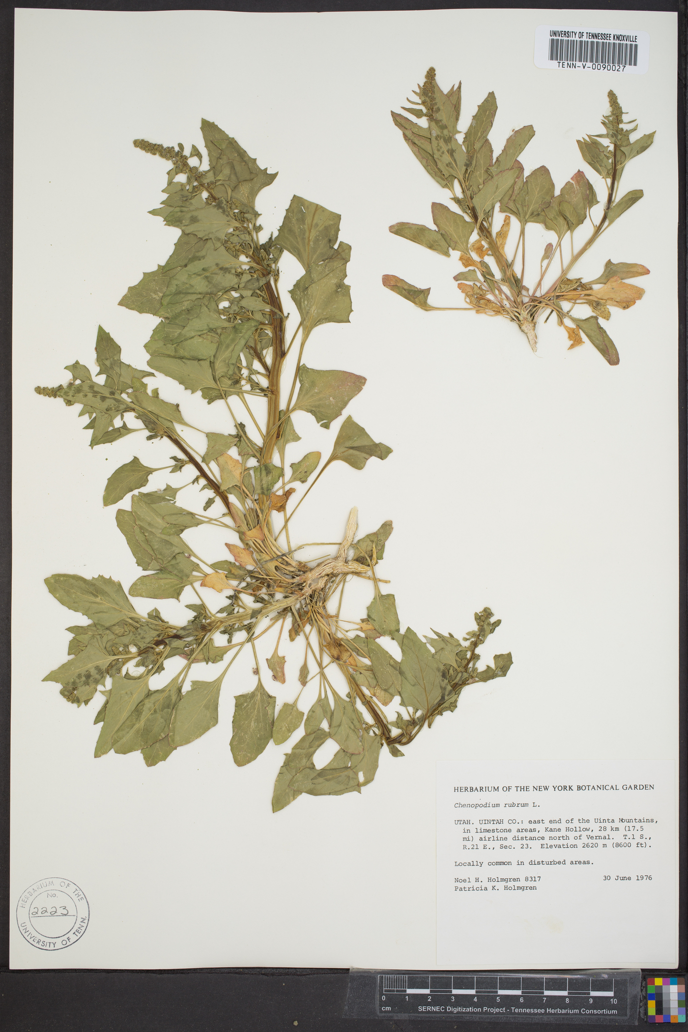 Oxybasis rubra image