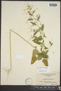 Chenopodium standleyanum image