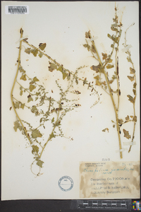 Chenopodium fremontii image