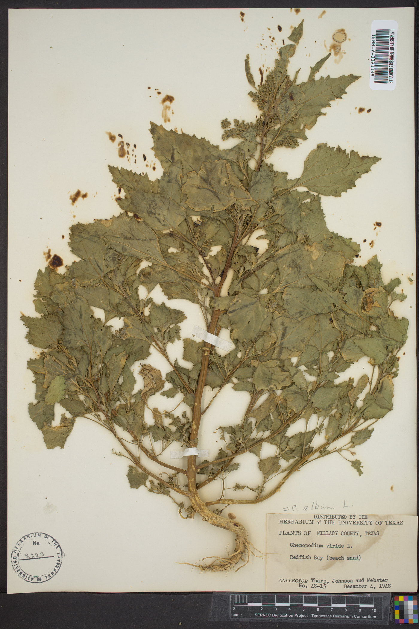 Chenopodium opulifolium image