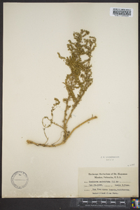 Chenopodium multifidum image