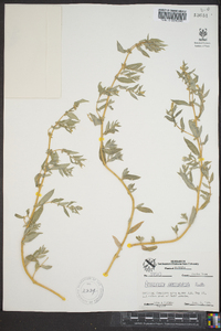 Atriplex arenaria image