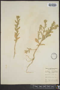 Atriplex arenaria image