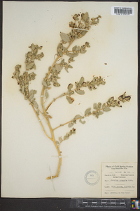 Atriplex arenaria image