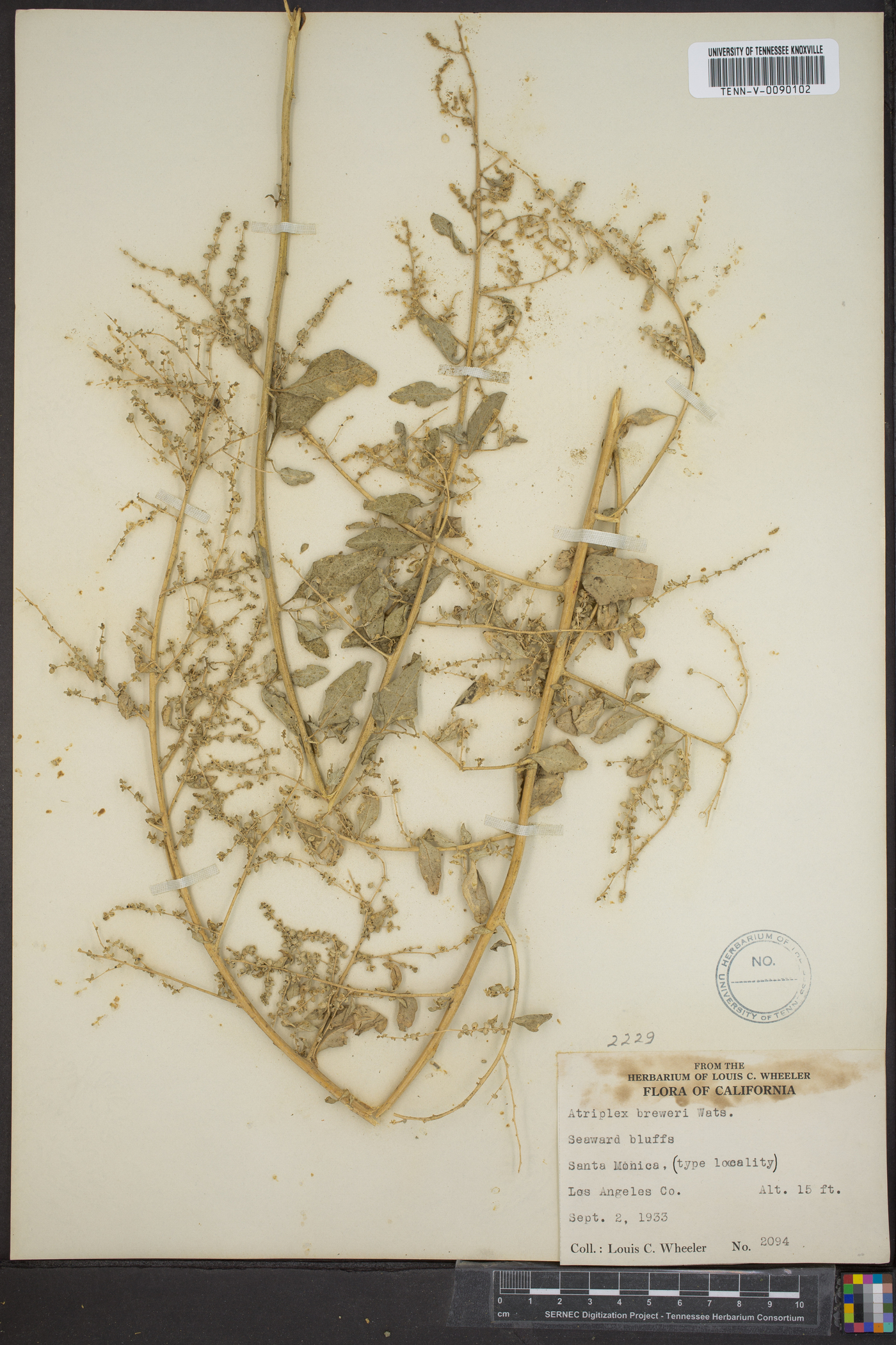 Atriplex lentiformis subsp. breweri image