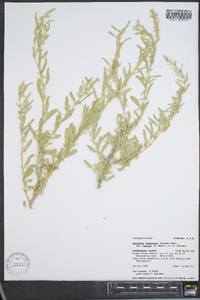 Atriplex canescens var. aptera image
