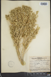 Atriplex confertifolia image