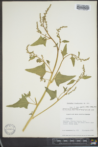 Atriplex franktonii image