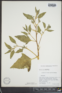 Atriplex glabriuscula image