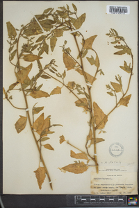 Atriplex prostrata image