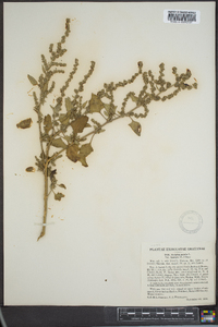 Atriplex prostrata image