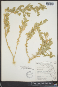 Atriplex pentandra image