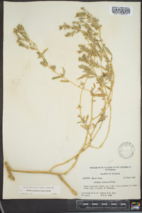 Atriplex pentandra image