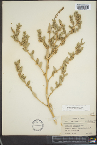 Atriplex pentandra image