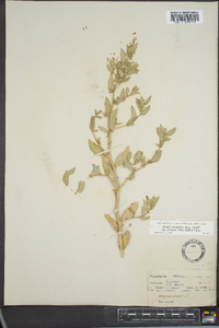 Atriplex pentandra image