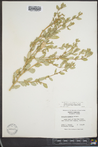 Atriplex pentandra image