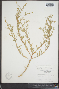 Atriplex pentandra image