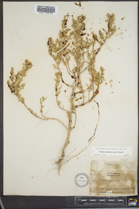 Atriplex pentandra image