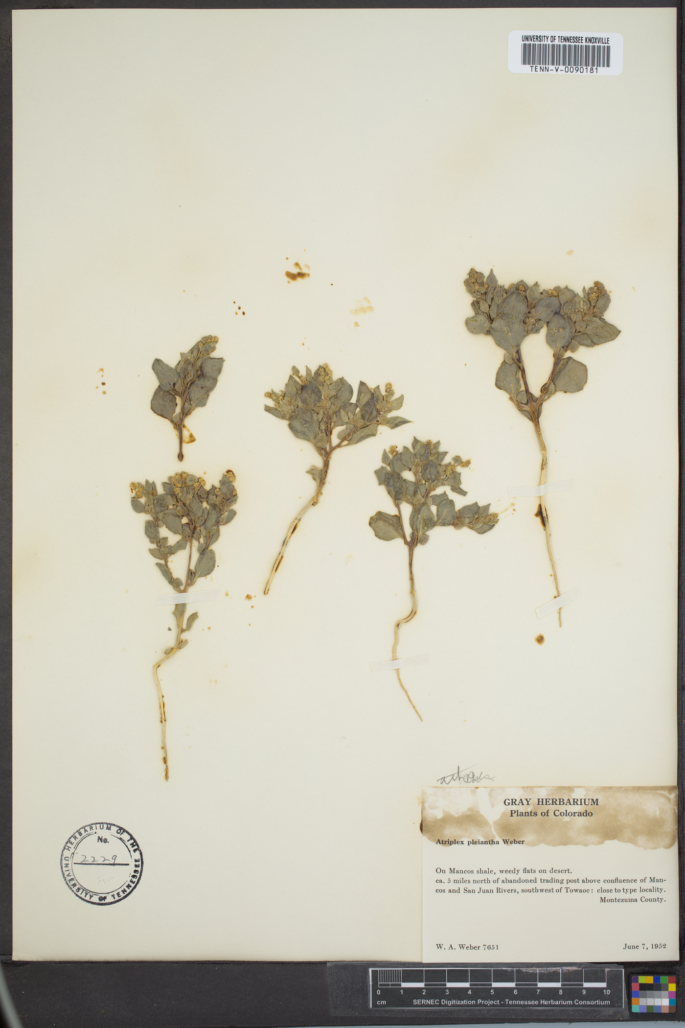 Atriplex pleiantha image