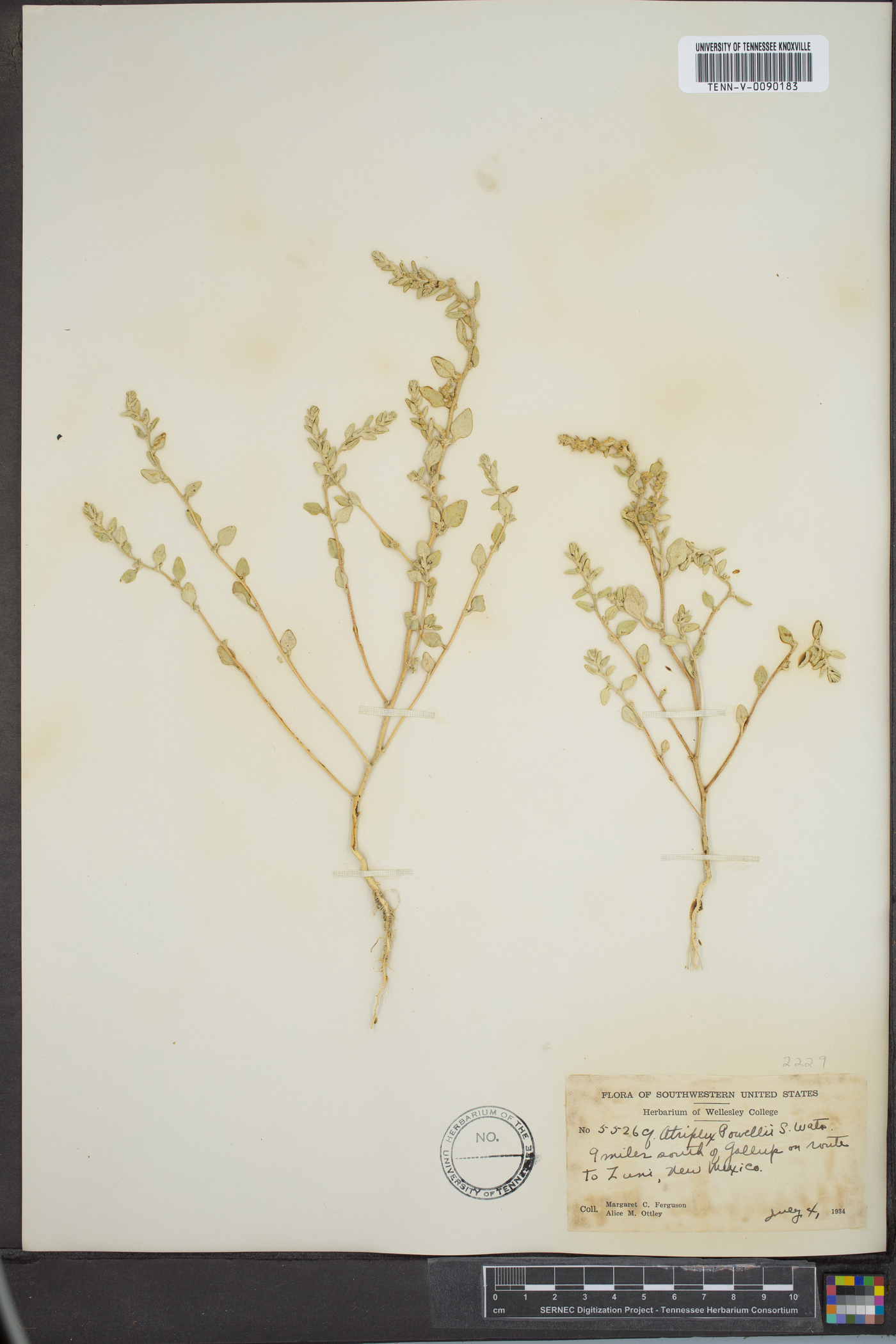 Atriplex powellii image