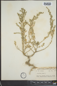 Atriplex rosea image