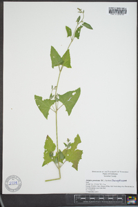 Atriplex prostrata image